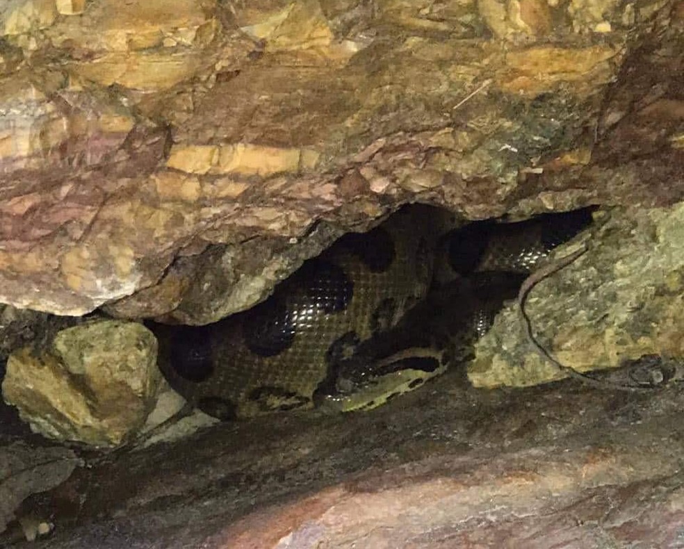 Sucuri E Encontrada Por Grupo De Banhistas Em Cachoeira Em Poxoreu Mt Mato Grosso G1