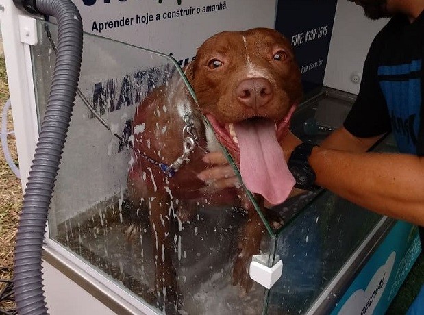 Cachorro toma banho em máquina da Uau UauWash (Foto: Reprodução / Instagram @uauuauwash)