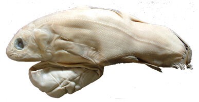 Peixes ósseos celacantos podem medir até 180 cm e pesar até 80 quilos (Foto: Muséum National d'Histoire Naturelle de Paris (MNHN) )