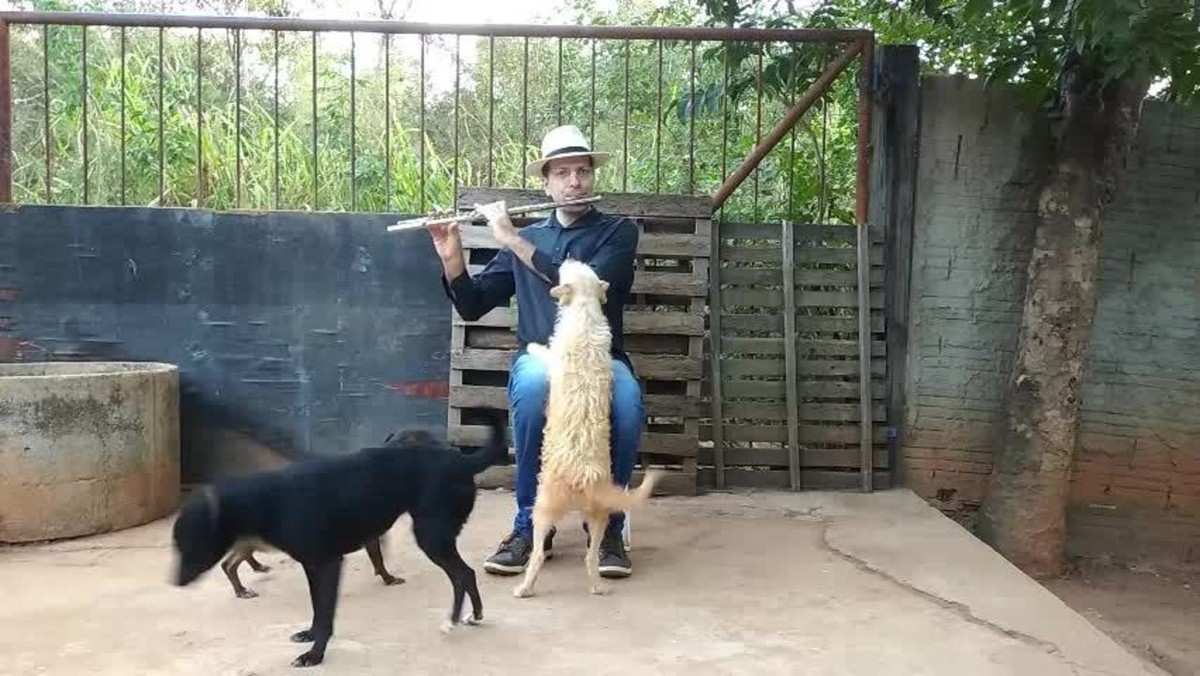 Professor de música toca MPB para cães que resgata das ruas em situação de maus-tratos: 'Um respiro para a alma', VÍDEO