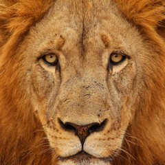 Leão Imposto de renda (Foto: Getty Images)