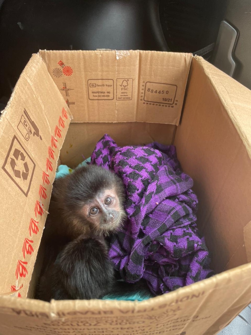 Macacos apreendidos em porta-malas de carro tinham parte de cordão umbilical, diz veterinário — Foto: Arquivo pessoal