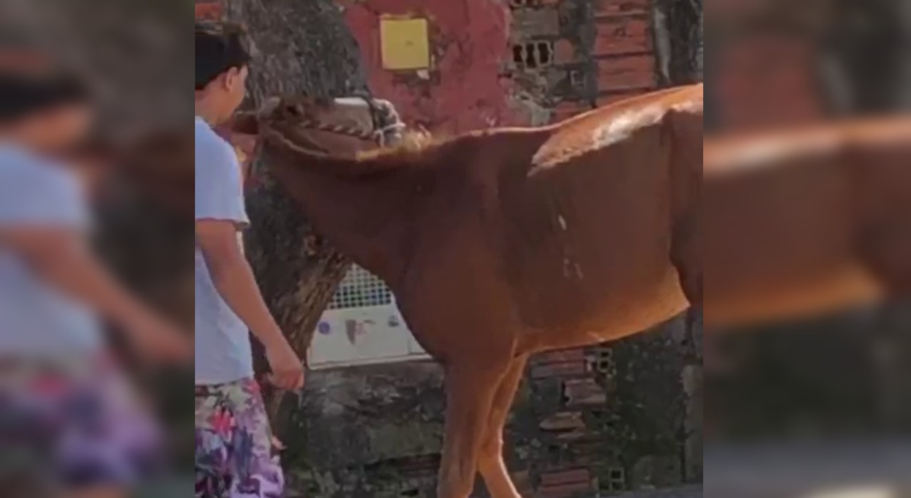 VÍDEO: Homem é flagrado agredindo cavalo no interior de SP 