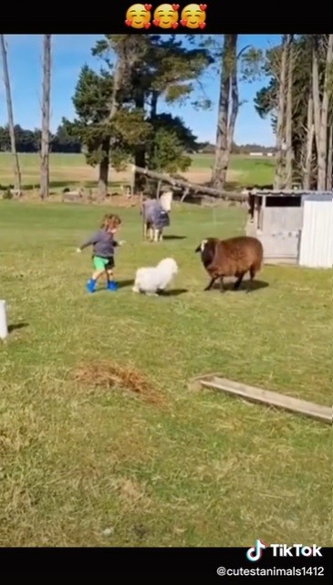 Amizade de menino com cachorro e ovelha viraliza na web (Foto: Reprodução/TikTok)