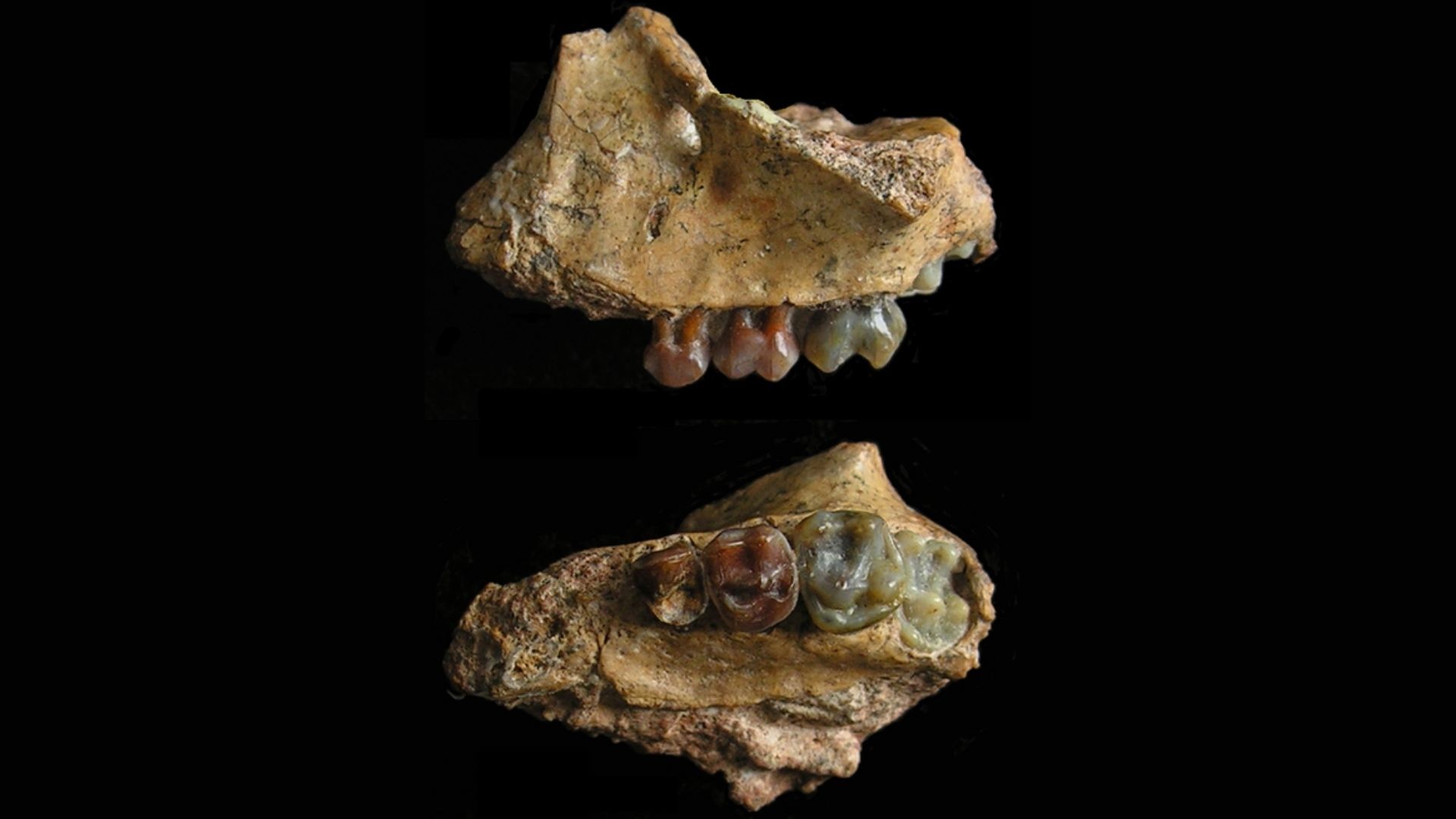 Mandíbula superior de bebê gibão Yuanmoupithecus (Foto: Terry Harrison, NYU’s Department of Anthropology)