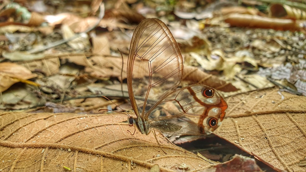As belas e invisíveis borboletas— Foto: Foto: Luciano Lima