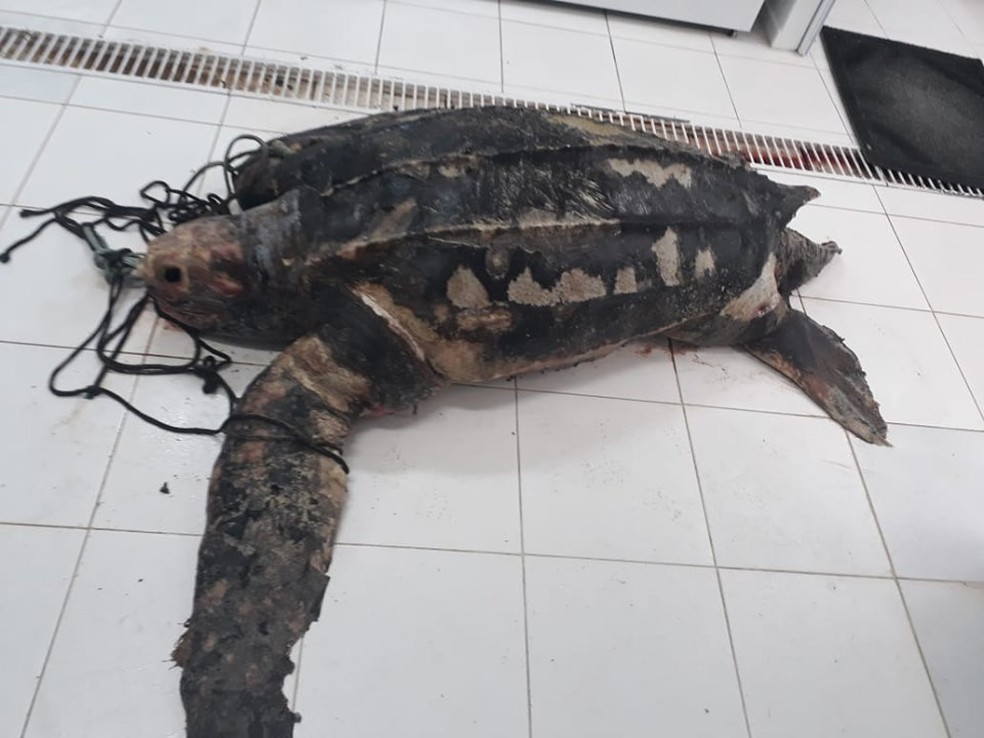 Tartarugas estavam em avançado estado de decomposição, o que dificulta causa das mortes  — Foto: PMP e Udesc/Divulgação 