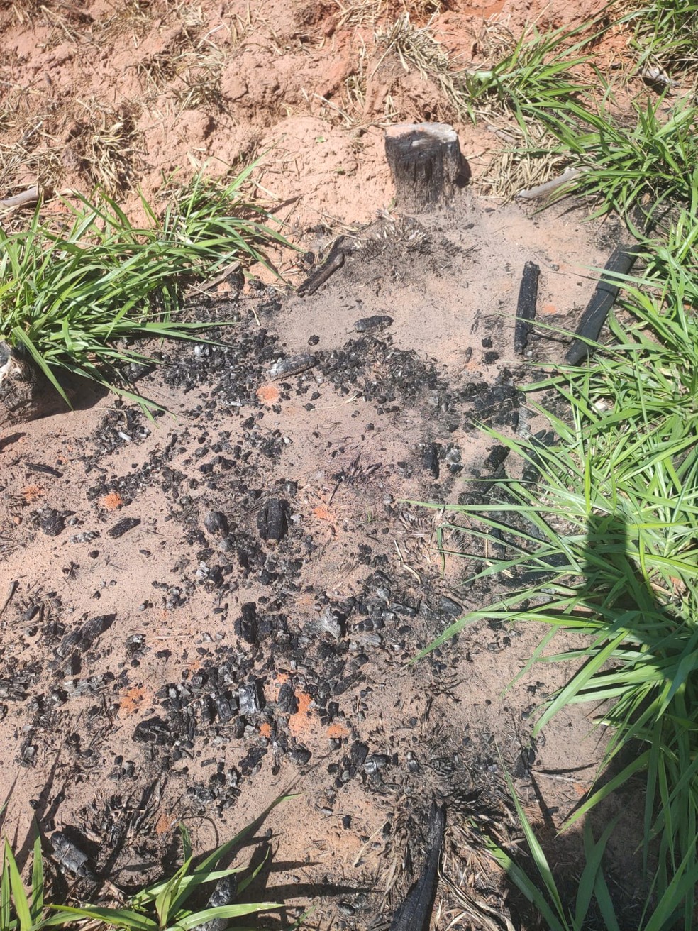 Sitiante foi multado em mais de R$ 64 mil por uso de fogo em vegetação, em Junqueirópolis (SP) — Foto: Polícia Militar Ambiental