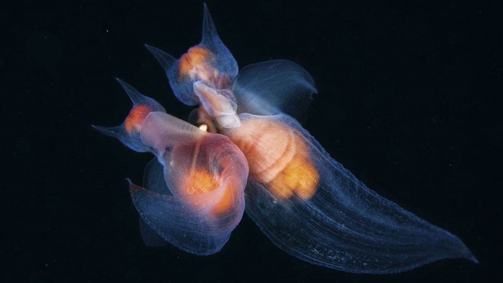 O retrato desses moluscos aquáticos concorre na categoria 'Comportamento: Invertebrados' (Foto: Andrey Narchuk/Natural History Museum)