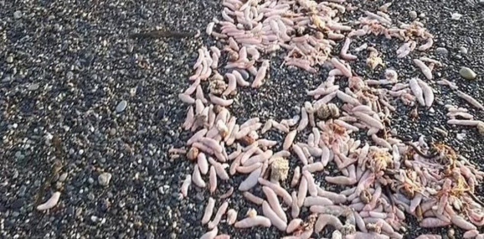 Milhares de 'peixes-pênis' foram encontrados em praia na Argentina — Foto: Reprodução