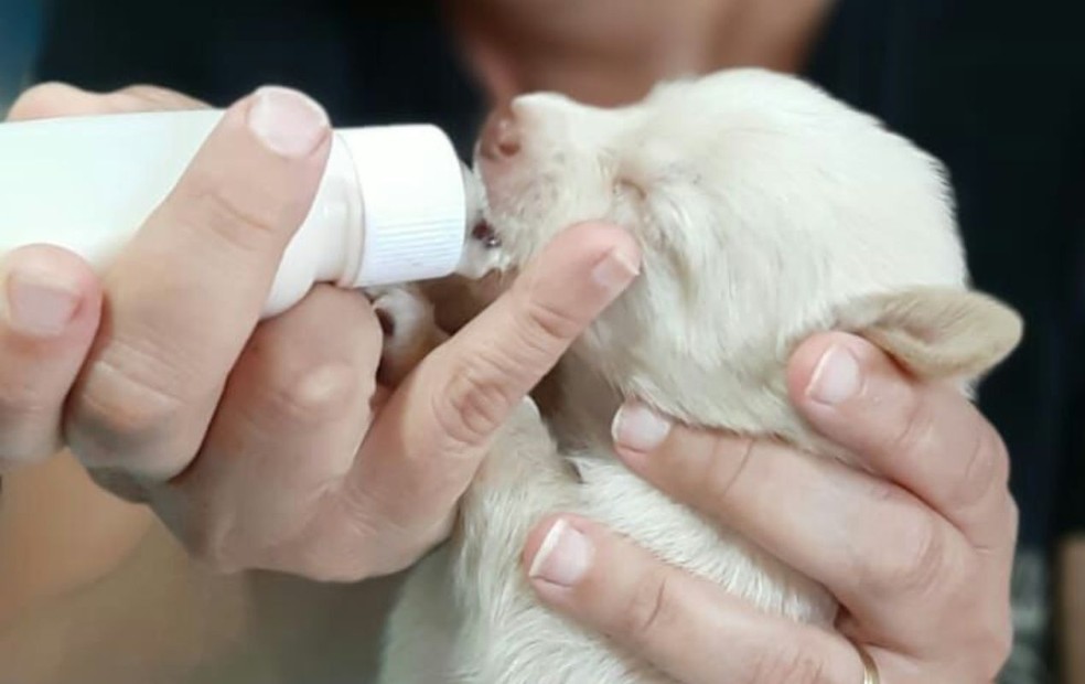 Abrigo de Bauru se mantém com ajuda de veterinários e colaboradores  — Foto: Reprodução/Facebook