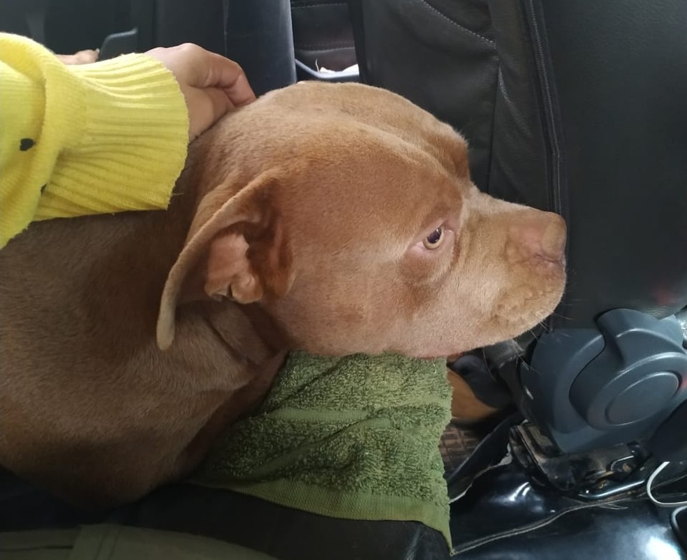 Dono está oferecendo recompensa para quem encontrar animal — Foto: Arquivo pessoal