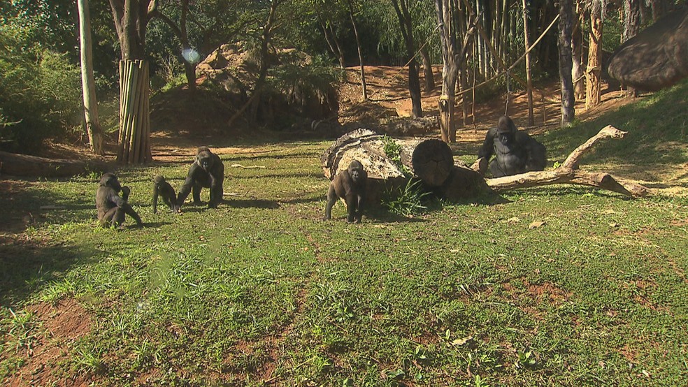 Família de gorilas tem sete membros no Zoo de BH — Foto: Reprodução/TV Globo