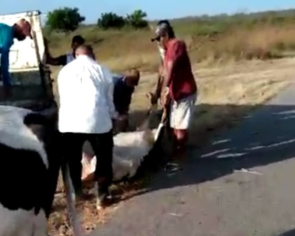 Animais foram retirados da pista por trabalhadores de uma fazenda prÃ³xima â€” Foto: ReproduÃ§Ã£o/SVM