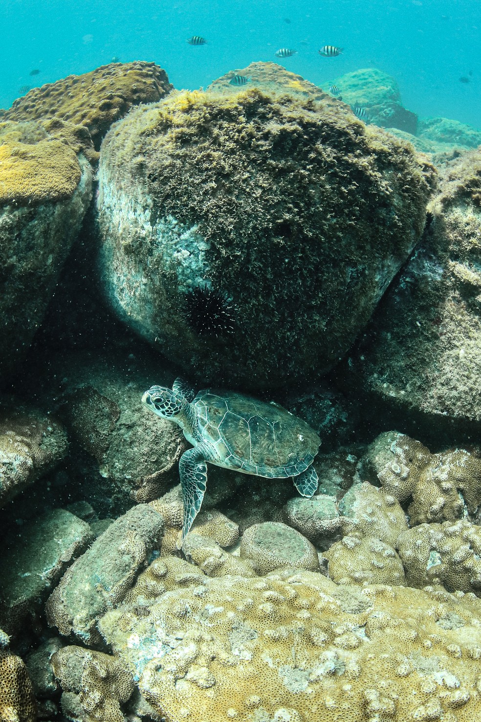 Segundo a ficha técnica emitida pelo Projeto Tamar, iniciativa que busca a proteção de tartarugas marinhas no Brasil — Foto: Rafael Mesquita