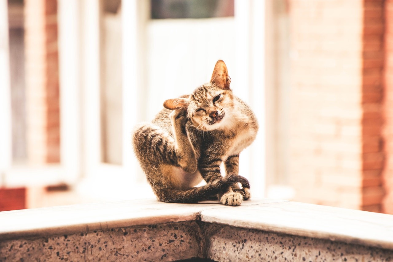 Geralmente são encontrados em gatos doentes, que não estão se higienizando e com alguma doença concomitante e debilitante (Foto: pexels/drift-shutterbug-/CreativeCommons)