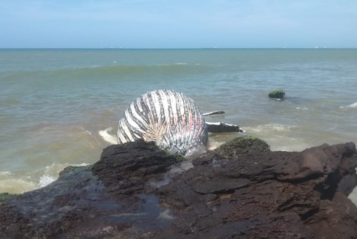 Baleia-jubarte é encontrada morta em praia da Grande Vitória