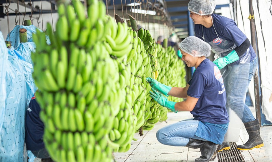 Após 70 anos, volta de um fungo letal pode exterminar produção de banana no mundo