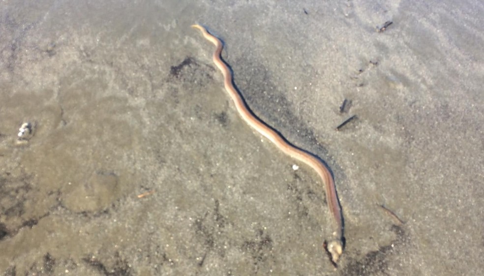Espécie de peixe, que parece cobra, é vista em praia de Santos (SP) e assusta banhistas — Foto: Reprodução/Viver no Morro e região