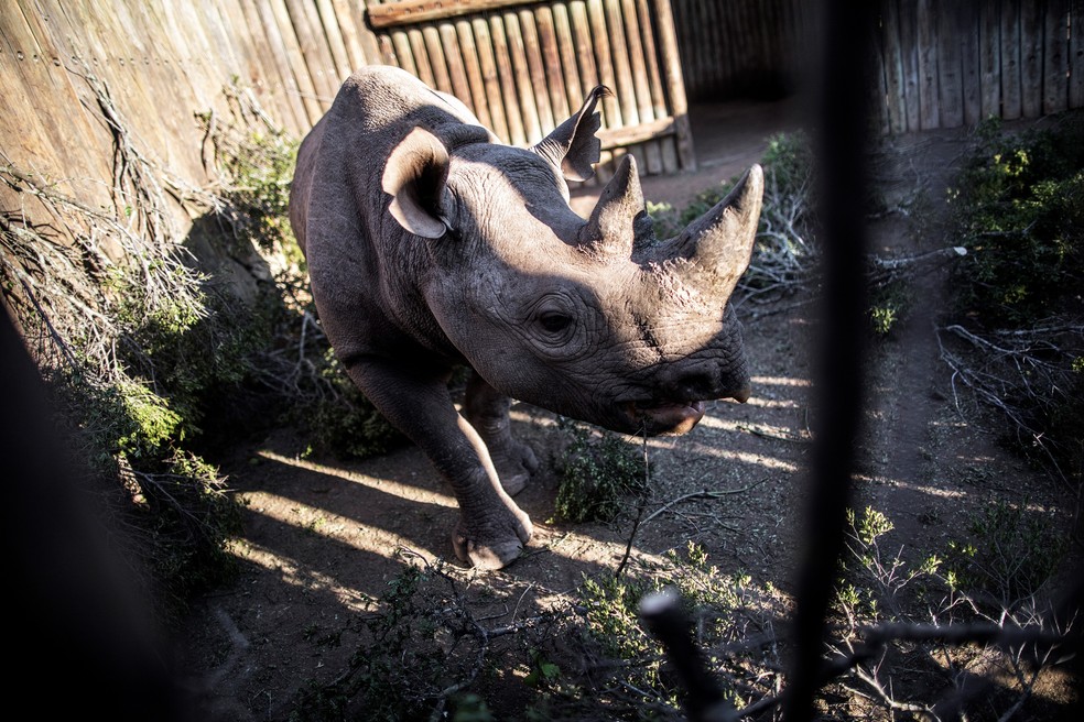 Os rinocerontes-negros selvagens, quatro fêmeas e dois machos, saíram do aeroporto de Port Elizabeth, na costa sul-africana, para uma viagem de 4.800 quilômetros até o Parque Nacional de Zakouma, no Chade. (Foto: Gianluigi Guercia/AFP)