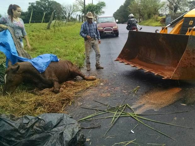 Cavalo se enforca com corda e é resgatado por moradores em SP