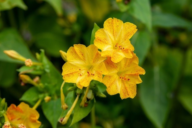 Plantas perfumadas: 10 flores para deixar a casa cheirosa - Casa Vogue |  Paisagismo