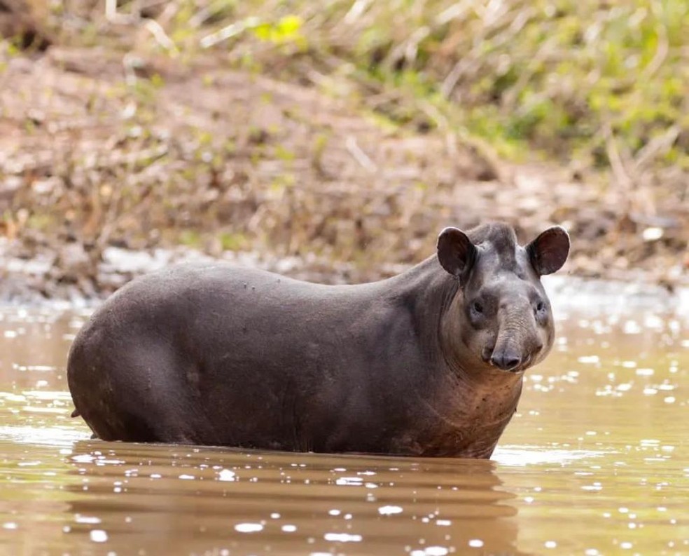 A anta, um dos maiores mamíferos do Brasil, é registrada na unidade — Foto: Estação Ecológica Rio Acre/Arquivo 