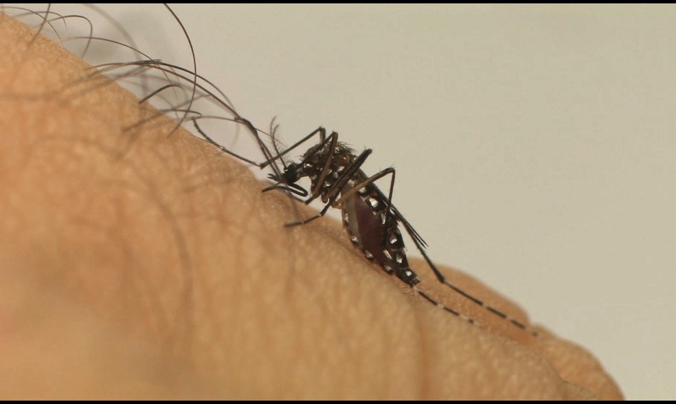 Vírus da dengue é transmitido pela picada do mosquito Aedes aegypti infectado — Foto: Divulgação/Fiocruz