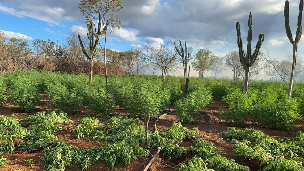 Operacao Destroi Plantacao Com 28 Mil Pes De Maconha Em Santa Filomena Pe Petrolina E Regiao G1