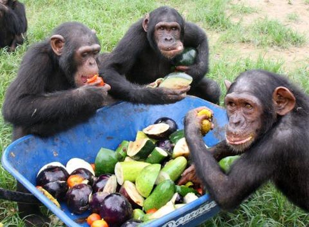 Chimpanzés reunidos para uma refeição — Foto: The Jane Goodall Institute / By Fernando Turmo