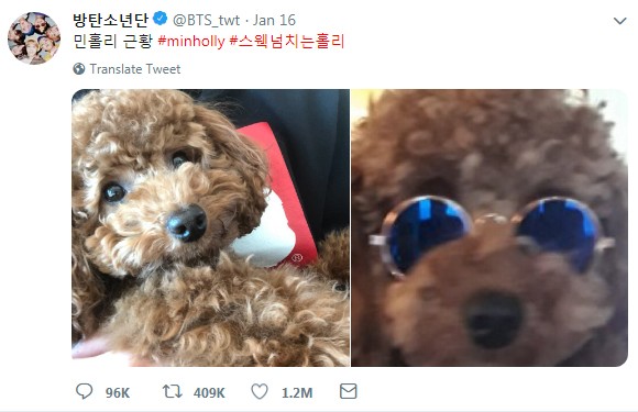 Holly, poodle do Suga (Foto: Twitter / BTS_twt)