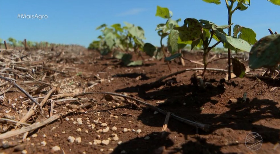 As plantas estão com pouco mais de 20 dias, mas já estão se desenvolvendo bem.  — Foto: TV Centro América 