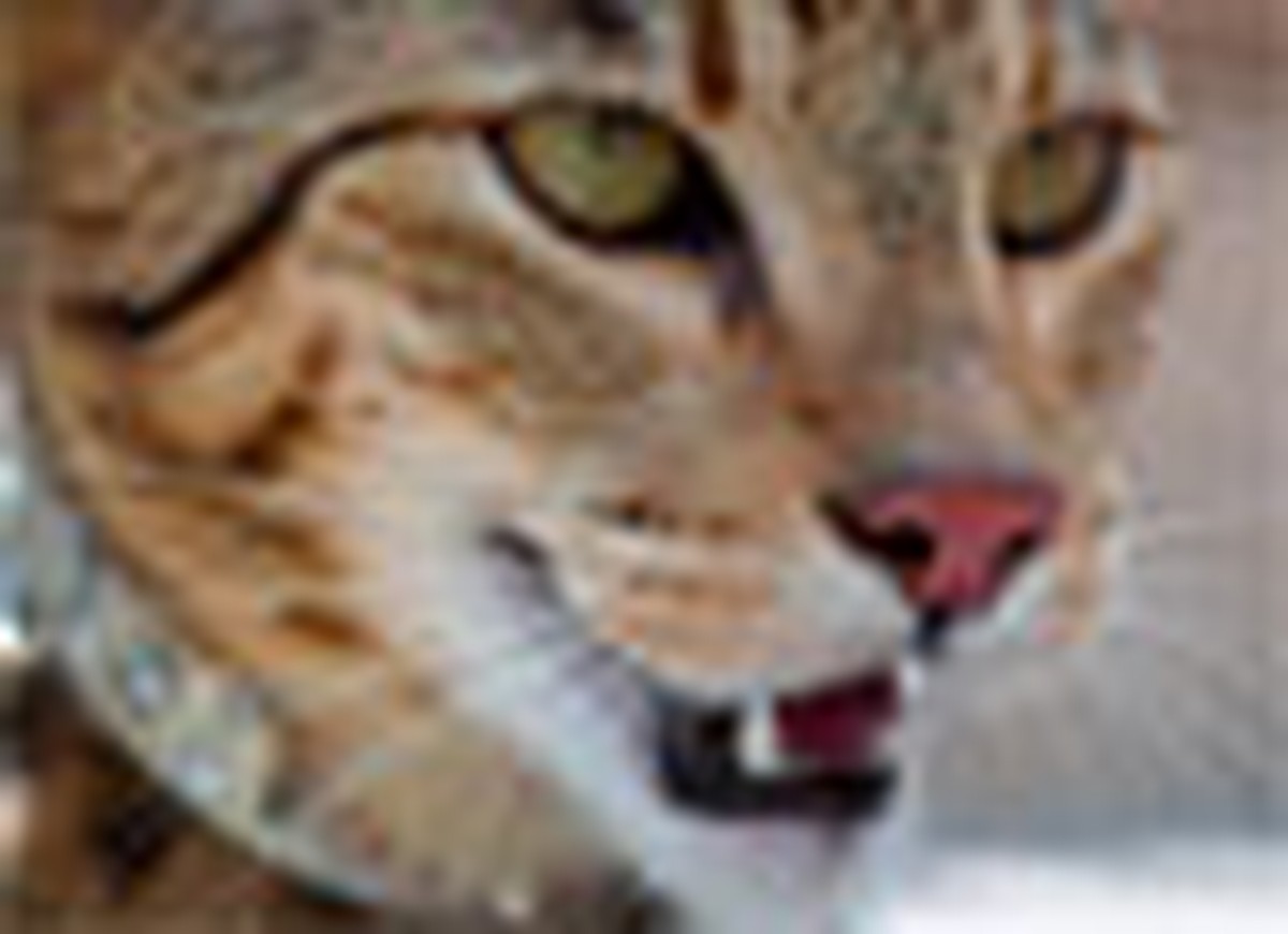Gatos Fabricados Em Laboratorio Viram Mania Entre Fanaticos Por Felinos Casa E Decoracao Gnt A divindade ama rebaixar tudo o que eleva.— heródoto. gatos fabricados em laboratorio viram
