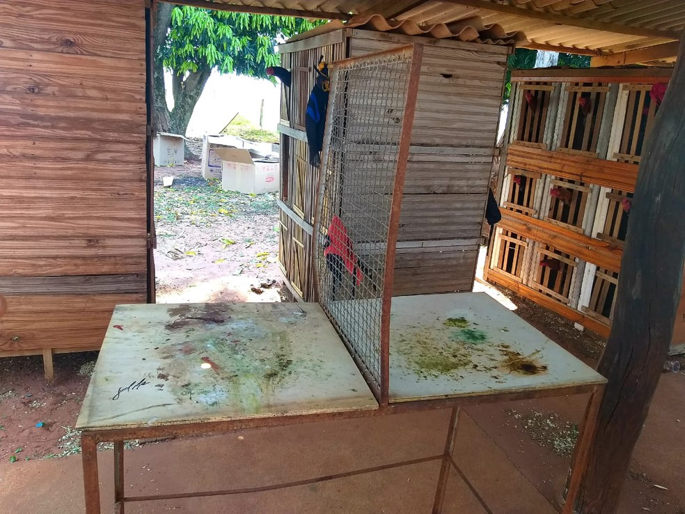 Polícia Ambiental flagra rinha de galos em Mirante do Paranapanema — Foto: Polícia Militar Ambiental 