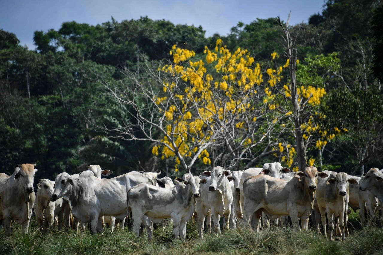 Em foto de setembro de 2019, gado pasta na cidade de Rurópolis, no Pará