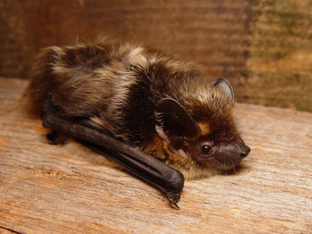 Morcego-marrom - Eptesicus nilssoni (Foto: Mnolf / Wikimedia Commons / CreativeCommons)