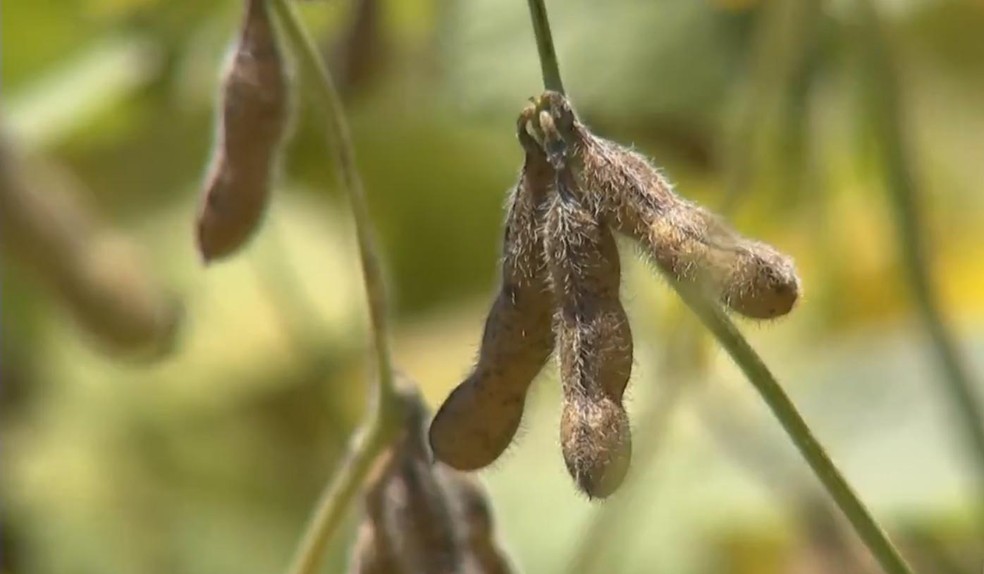 Clima favorece o plantio da soja em Itapeva — Foto: Reprodução/TV TEM