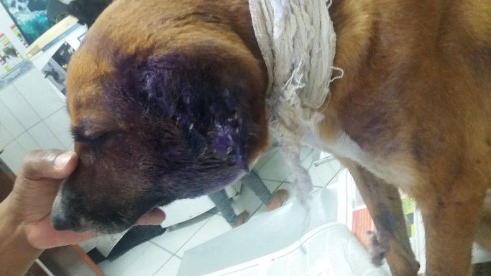 Cachorro Comido Vivo Por Larvas Em Sp E Adotado Apos Ter Pata Amputada Santos E Regiao G1