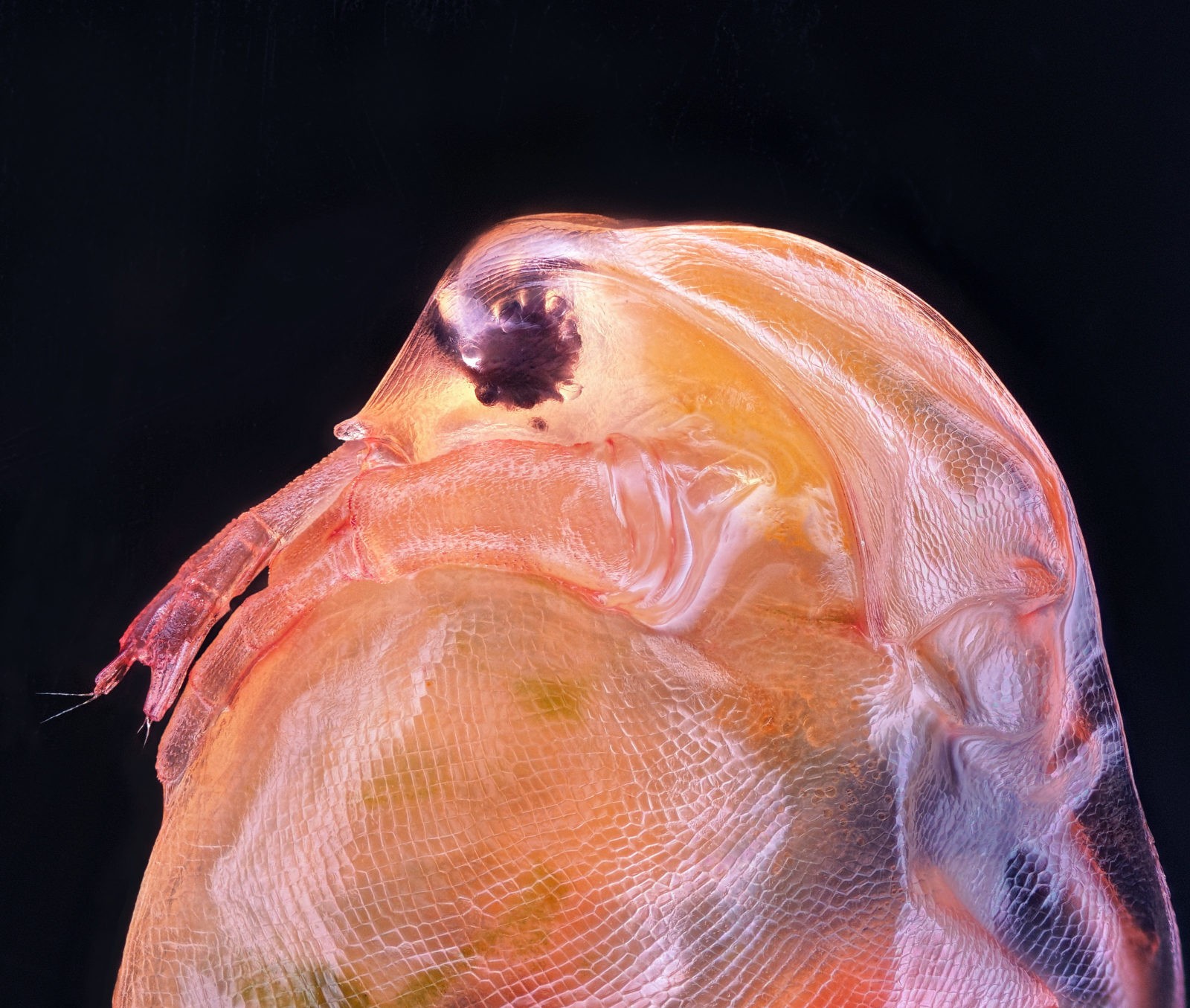 10 lugar: Daphnia magna crustáceo planctônico que vive em água doce (Foto: Ahmad Fauzan/2020 Photomicrography Competition)