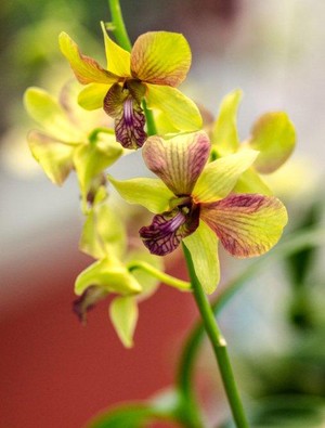 (Foto: Márcia Sorgenfrei/Divulgação) Orquídea Denphale (Foto: Márcia Sorgenfrei/Divulgação)