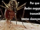 Zika: o que já se sabe e o que está sendo estudado sobre a doença