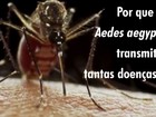 Obama pedirá ao Congresso US$ 1,8 bilhão para combater o vírus zika