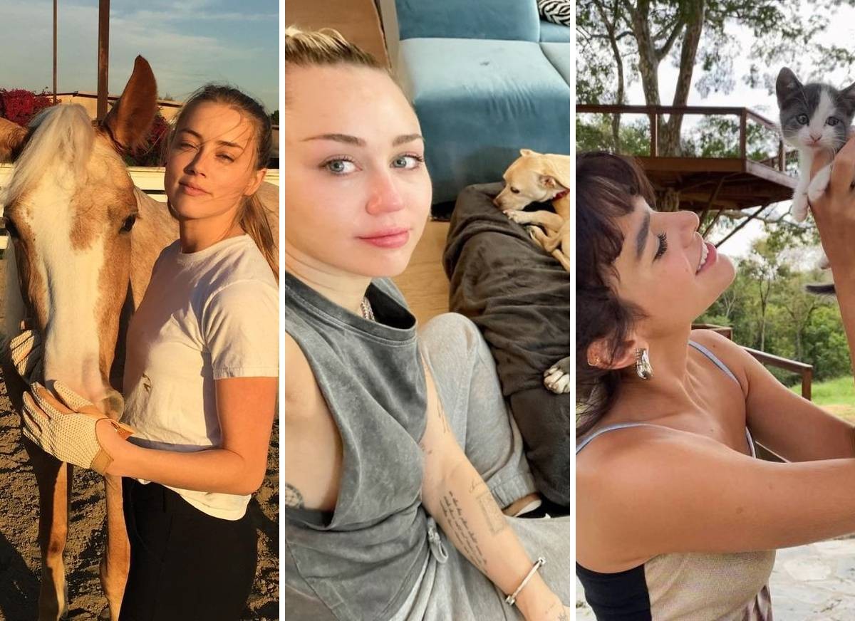 Amber Heard, Miley Cyrus e Bruna Marquezine dividem a guarda de pets com seus ex (Foto: Instagram/@amberheard @mileycyrus @brunamarquezine/Reprodução)