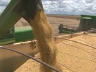 Aumento do custo de produção da soja preocupa agricultores de MT