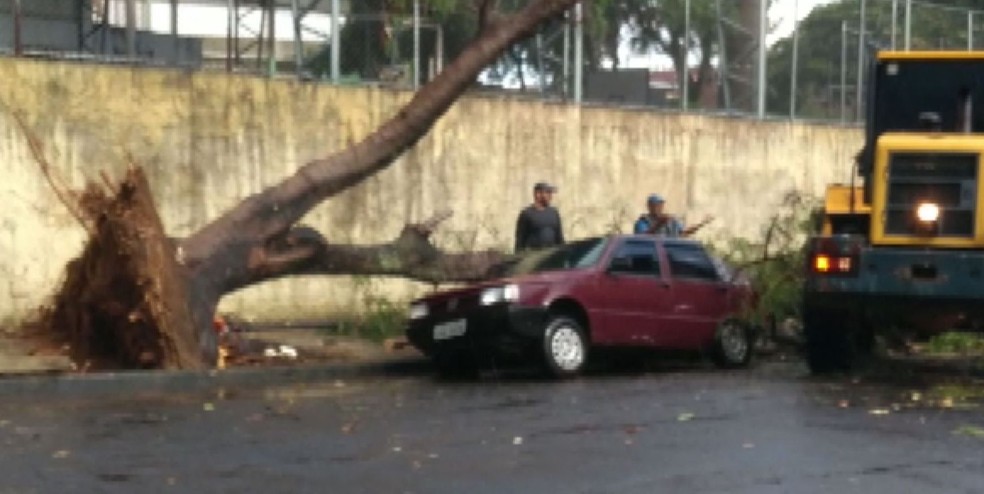 Árvore caiu na Rua Adriana Mesintiere de Castro, no Jardim Felicidade, em Brotas — Foto: Arquivo Pessoal