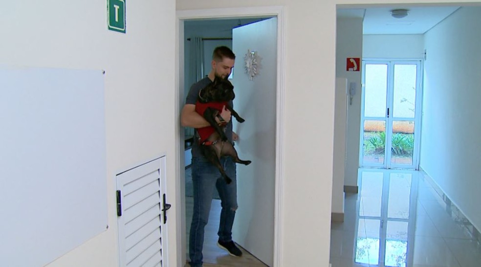 O bulldog Bruce mora no apartamento do vendedor Pablo Nierotka, em Ribeirão Preto, SP  — Foto: Ronaldo Gomes/EPTV