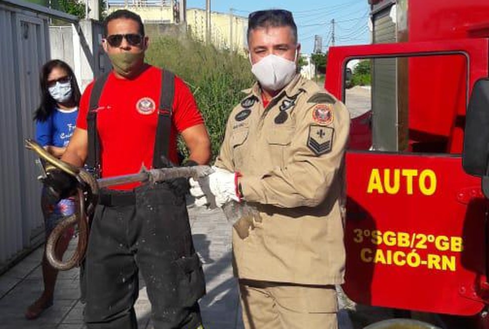 Bombeiros fizeram resgate da cobra em resid&ecirc;ncia e a soltaram em &aacute;rea de mata na sequ&ecirc;ncia &mdash; Foto: Divulga&ccedil;&atilde;o
