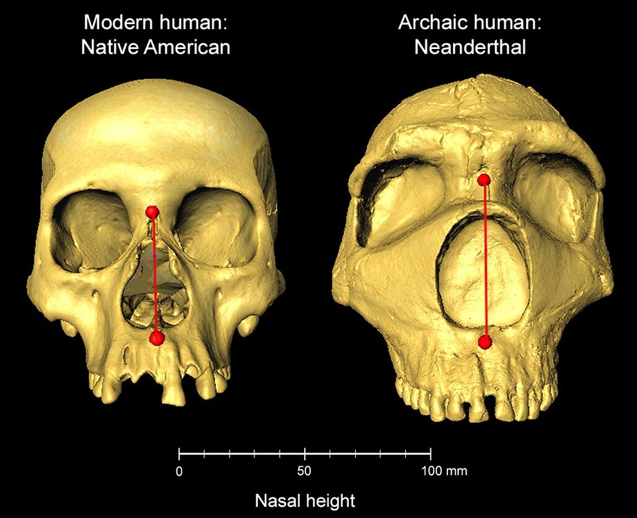 Diferença da altura nasal entre crânios humanos modernos ( a esquerda) e neandertais arcaicos (a direita)