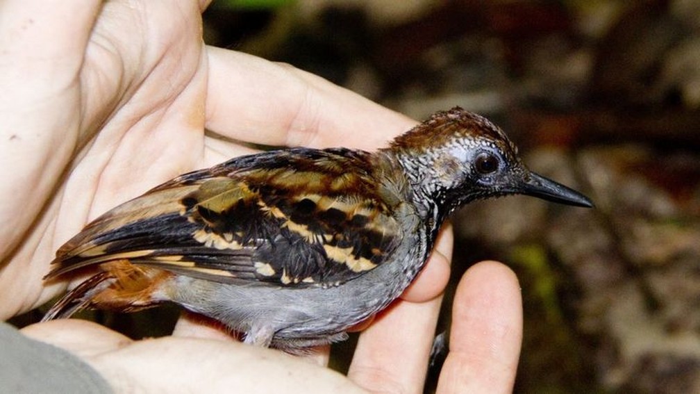 Pesquisadores analisaram impacto climático nos Myrmornis torquata - pinto-do-mato-carijó — Foto: Philip Stouffer/BBC