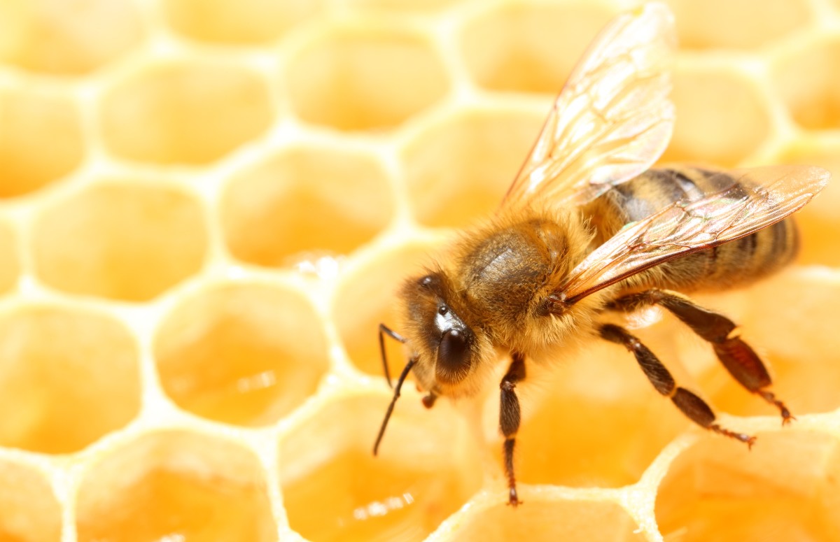 São pouquíssimas as espécies de abelha que produzem mel (Foto: Canva/ CreativeCommons)